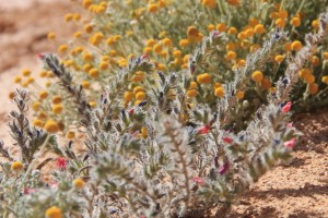 1-IMG_4306.JPG, mar. 2016 1-IMG_4306.JPG
